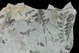 Fossil Fern (Neuropteris & Macroneuropteris) Plate - Kentucky #154734-2